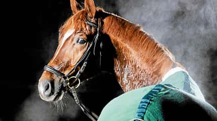 CAVALLO Säure-Basen-Haushalt Säure-Basen-Haushalt