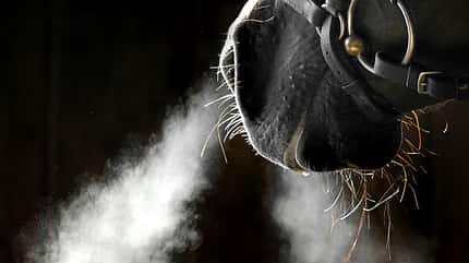 CAVALLO Säure-Basen-Haushalt Säure-Basen-Haushalt