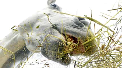CAVALLO Säure-Basen-Haushalt Säure-Basen-Haushalt
