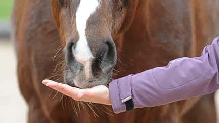 CAVALLO Standpunkt Ignorieren als Lob Standpunkt Ignorieren als Lob