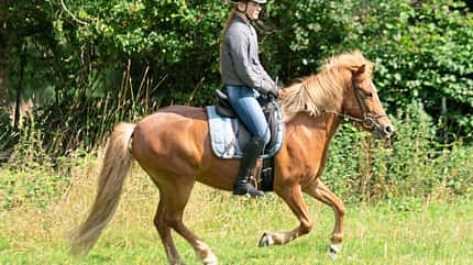 CAVALLO Ausbildungsskala Schwung Ausbildungsskala Schwung