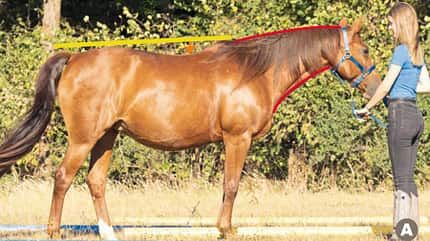 CAVALLO TSP Trainings-Check TSP Trainings-Check