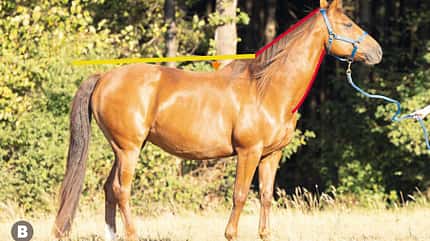 CAVALLO TSP Trainings-Check TSP Trainings-Check