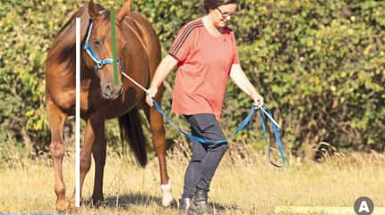 CAVALLO TSP Trainings-Check TSP Trainings-Check