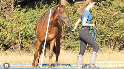 CAVALLO TSP Trainings-Check TSP Trainings-Check
