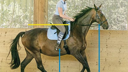 CAVALLO TSP Trainings-Check TSP Trainings-Check