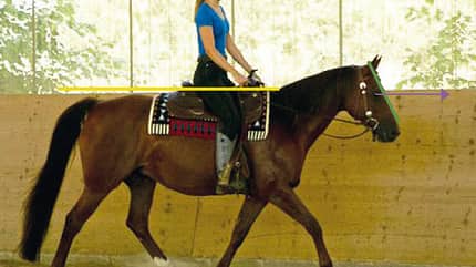 CAVALLO TSP Trainings-Check TSP Trainings-Check
