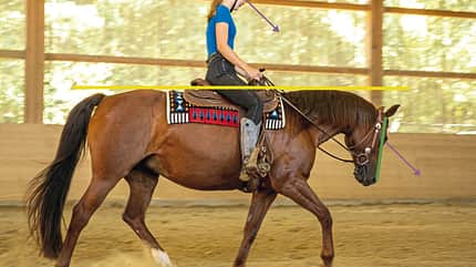 CAVALLO TSP Trainings-Check TSP Trainings-Check