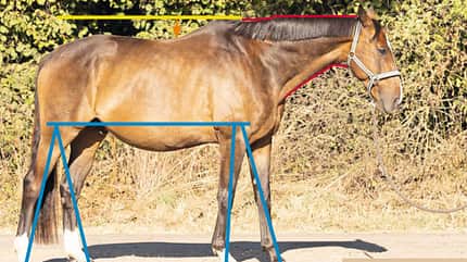 CAVALLO TSP Trainings-Check TSP Trainings-Check