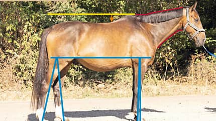 CAVALLO TSP Trainings-Check TSP Trainings-Check