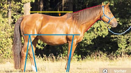 CAVALLO TSP Trainings-Check TSP Trainings-Check
