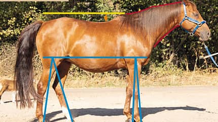CAVALLO TSP Trainings-Check TSP Trainings-Check