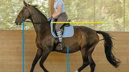 CAVALLO TSP Trainings-Check TSP Trainings-Check