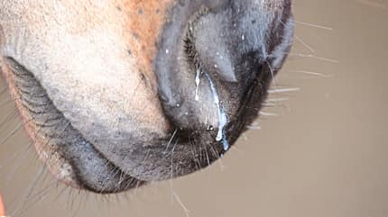 CAVALLO Medizin Kompendium Equine Influenza Medizin Kompendium Equine Influenza