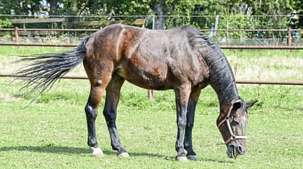 CAVALLO Medizin Kompendium Equine Influenza Medizin Kompendium Equine Influenza