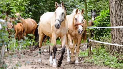 CAVALLO Stallsuche der Profis Stallsuche der Profis