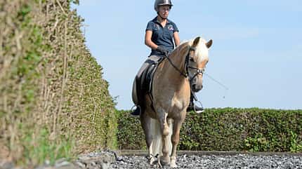 CAVALLO Serie Ausbildungsskala Geraderichtung Serie Ausbildungsskala Geraderichtung