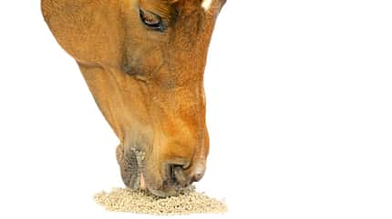 CAVALLO Mineralfutter Mineralfutter