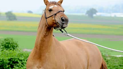 CAVALLO Medizin-Kompendium Hyperthermie Medizin-Kompendium Hyperthermie