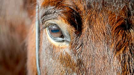CAVALLO Medizin-Kompendium Hyperthermie Medizin-Kompendium Hyperthermie