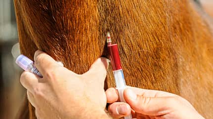 CAVALLO Medizin-Kompendium Hyperthermie Medizin-Kompendium Hyperthermie