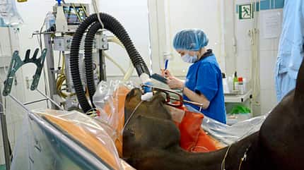CAVALLO Medizin-Kompendium Hyperthermie Medizin-Kompendium Hyperthermie
