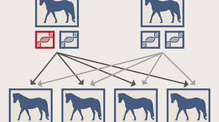 CAVALLO Medizin-Kompendium Hyperthermie Medizin-Kompendium Hyperthermie