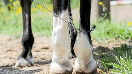 CAVALLO Ausbildungsskala Versammlung Ausbildungsskala Versammlung
