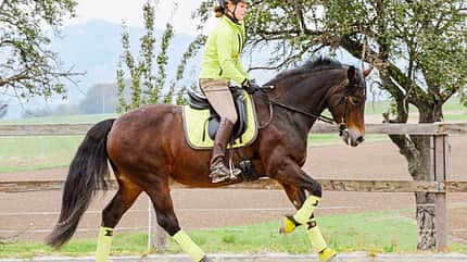 CAVALLO Ausbildungsskala Versammlung Ausbildungsskala Versammlung