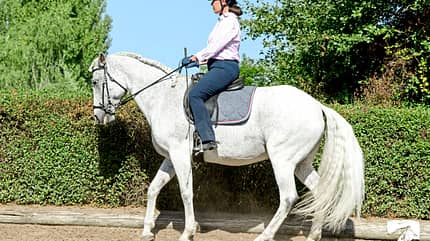 CAVALLO Ausbildungsskala Versammlung Ausbildungsskala Versammlung