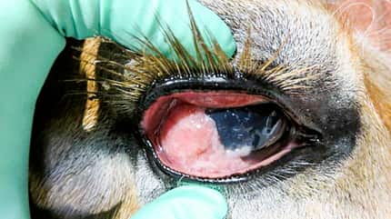 CAVALLO Medizin-Kompendium Plattenepithelkarzinom Medizin-Kompendium Plattenepithelkarzinom