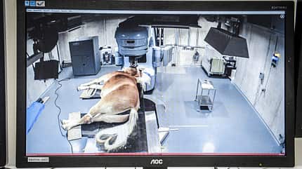 CAVALLO Medizin-Kompendium Plattenepithelkarzinom Medizin-Kompendium Plattenepithelkarzinom