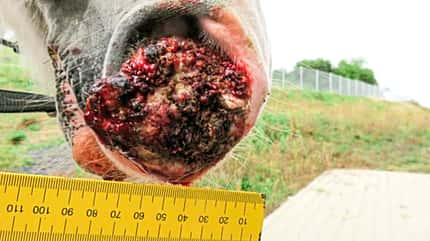 CAVALLO Medizin-Kompendium Plattenepithelkarzinom Medizin-Kompendium Plattenepithelkarzinom