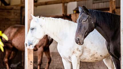 CAVALLO Bewegungsmangel im Stall CAVALLO Bewegungsmangel im Stall