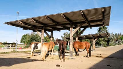 CAVALLO Bewegungsmangel im Stall CAVALLO Bewegungsmangel im Stall
