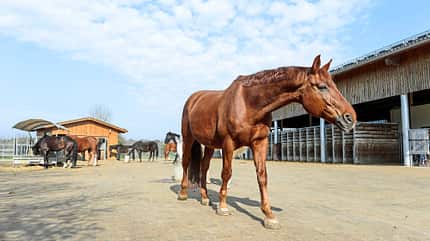 CAVALLO Bewegungsmangel im Stall CAVALLO Bewegungsmangel im Stall