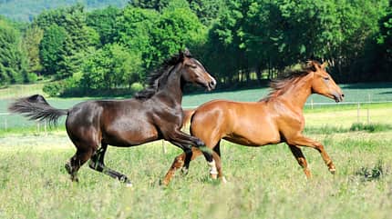 CAVALLO Bewegungsmangel im Stall CAVALLO Bewegungsmangel im Stall