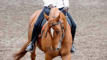 CAVALLO Medizin-Kompendium ECVM CAVALLO Medizin-Kompendium ECVM