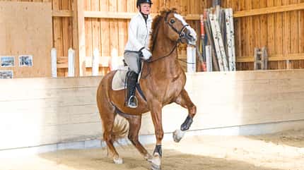 CAVALLO Medizin-Kompendium ECVM CAVALLO Medizin-Kompendium ECVM
