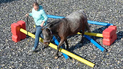 CAVALLO Demenz bei Pferden CAVALLO Demenz bei Pferden