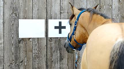 CAVALLO Demenz bei Pferden CAVALLO Demenz bei Pferden