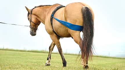 CAVALLO Demenz bei Pferden CAVALLO Demenz bei Pferden
