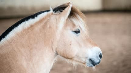 CAVALLO Winterzeit, Freilaufzeit CAVALLO Winterzeit, Freilaufzeit