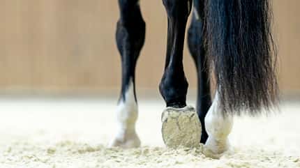 CAVALLO Gefühlvoll besser reiten CAVALLO Gefühlvoll besser reiten
