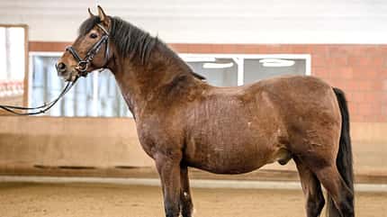 CAVALLO Der REV-Sattel von Stübben CAVALLO Der REV-Sattel von Stübben