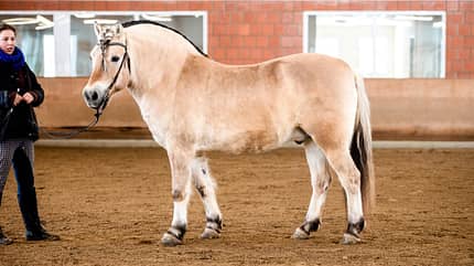 CAVALLO Der REV-Sattel von Stübben CAVALLO Der REV-Sattel von Stübben
