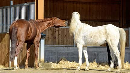 CAVALLO Verhaltendebatte - Sind Pferde Rassisten? Verhaltendebatte - Sind Pferde Rassisten?