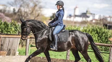 CAVALLO TSP Muskeltonus Reiter TSP Muskeltonus Reiter