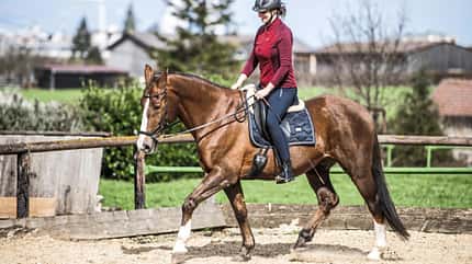 CAVALLO TSP Muskeltonus Reiter TSP Muskeltonus Reiter