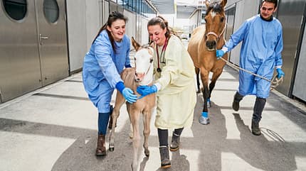 CAVALLO Fohlenintensivmedizin Fohlenintensivmedizin